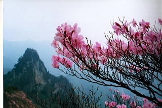 大岩方面からの碧岳2