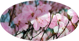 大岩山頂のアカヤシオ