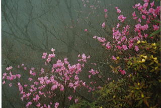 �K�X�ɉ���A�J���V�I�A�q�J�Q�c�c�W�i�V���P�R�t�߁j