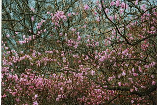 �A�J���V�I�i�}���`�G�X�q�x�ւ̓r���j