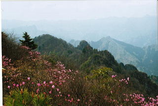 �������̃}���A�G�X�q�x����