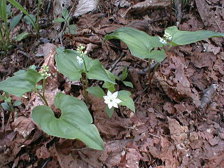 �c�}�g���\�E�A�}�C�d���\�E