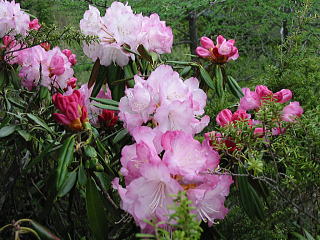 �O�q���t�߂̃V���N�i�Q