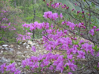 ������̃~�c�o�c�c�W