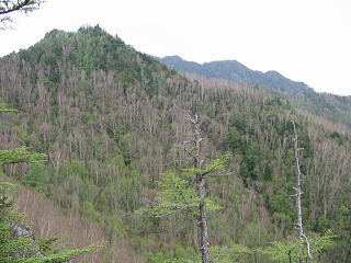 �����䂩��̑O�q��A����R